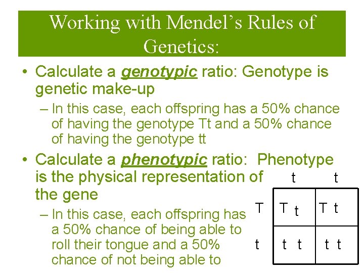 Working with Mendel’s Rules of Genetics: • Calculate a genotypic ratio: Genotype is genetic