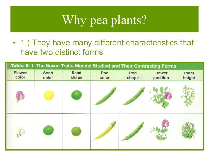 Why pea plants? • 1. ) They have many different characteristics that have two