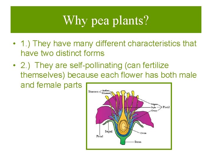 Why pea plants? • 1. ) They have many different characteristics that have two