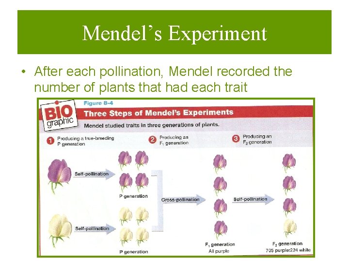 Mendel’s Experiment • After each pollination, Mendel recorded the number of plants that had