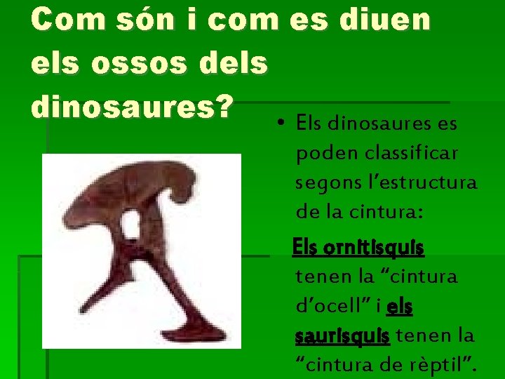 Com són i com es diuen els ossos dels dinosaures? • Els dinosaures es