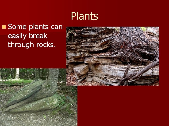 n Some plants can easily break through rocks. Plants 