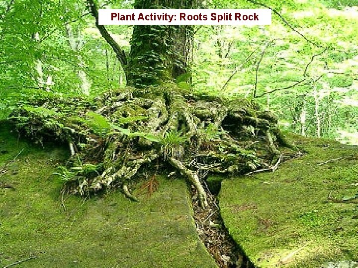 Plant Activity: Roots Split Rock 