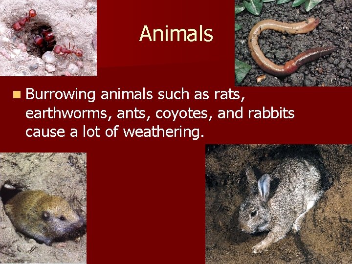 Animals n Burrowing animals such as rats, earthworms, ants, coyotes, and rabbits cause a