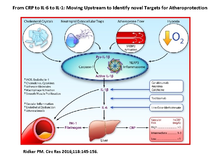 From CRP to IL-6 to IL-1: Moving Upstream to Identify novel Targets for Atheroprotection From CRP to IL-6 to IL-1: Moving Upstream to Identify novel Targets for Atheroprotection