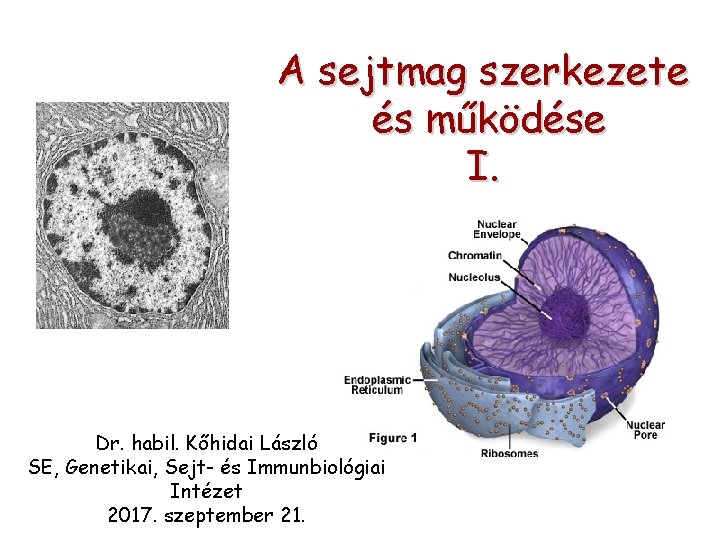 A sejtmag szerkezete és működése I. Dr. habil. Kőhidai László SE, Genetikai, Sejt- és