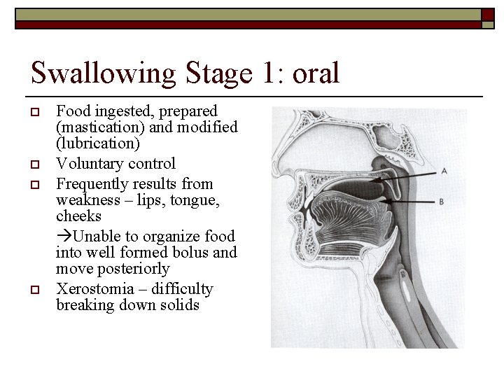 Swallowing Stage 1: oral o o Food ingested, prepared (mastication) and modified (lubrication) Voluntary