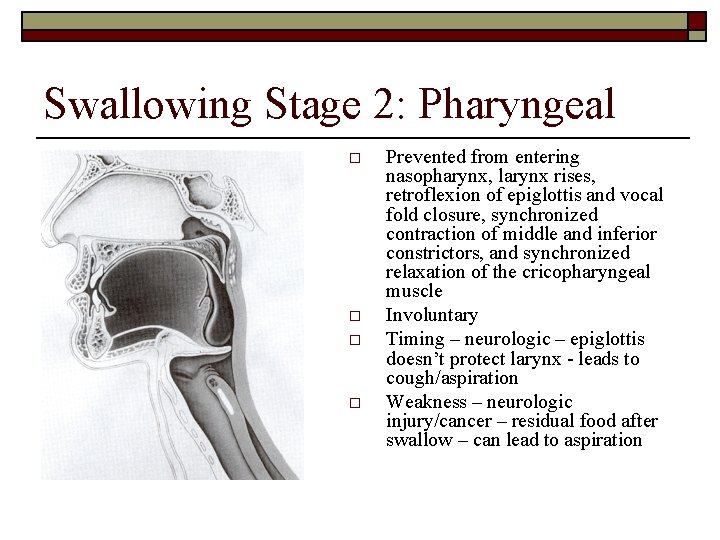 Swallowing Stage 2: Pharyngeal o o Prevented from entering nasopharynx, larynx rises, retroflexion of