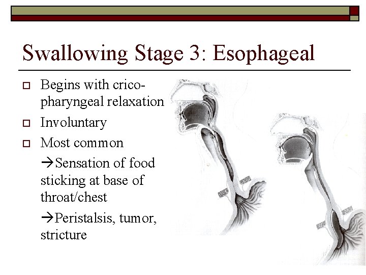 Swallowing Stage 3: Esophageal o o o Begins with cricopharyngeal relaxation Involuntary Most common