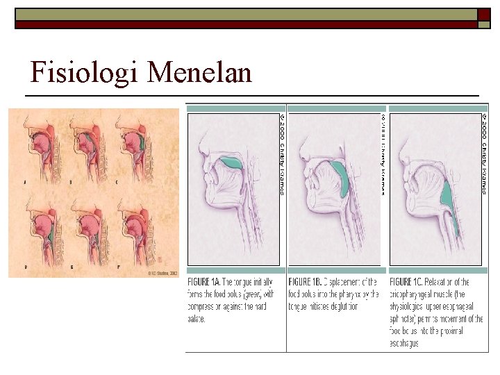 Fisiologi Menelan 13 