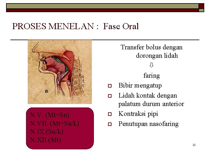 PROSES MENELAN : Fase Oral o o N. V. (Mt+Sn) N. VII. (Mt+Sn/k) N.