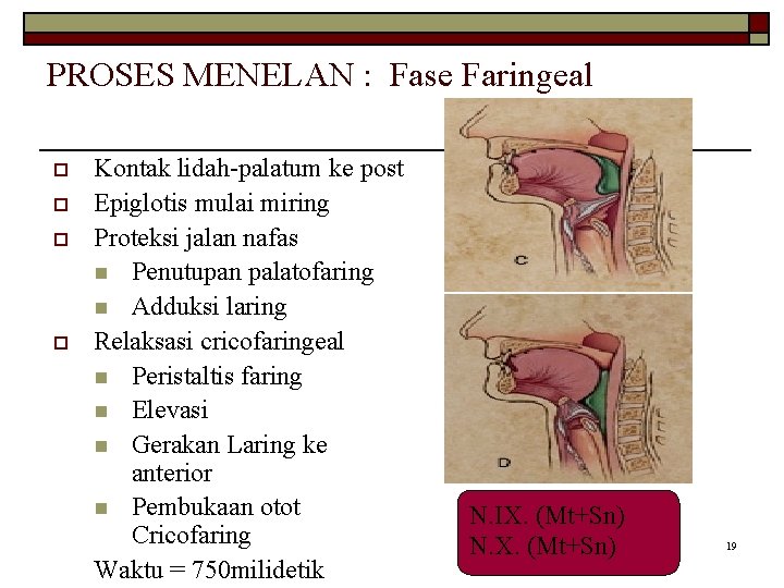 PROSES MENELAN : Fase Faringeal o o Kontak lidah-palatum ke post Epiglotis mulai miring