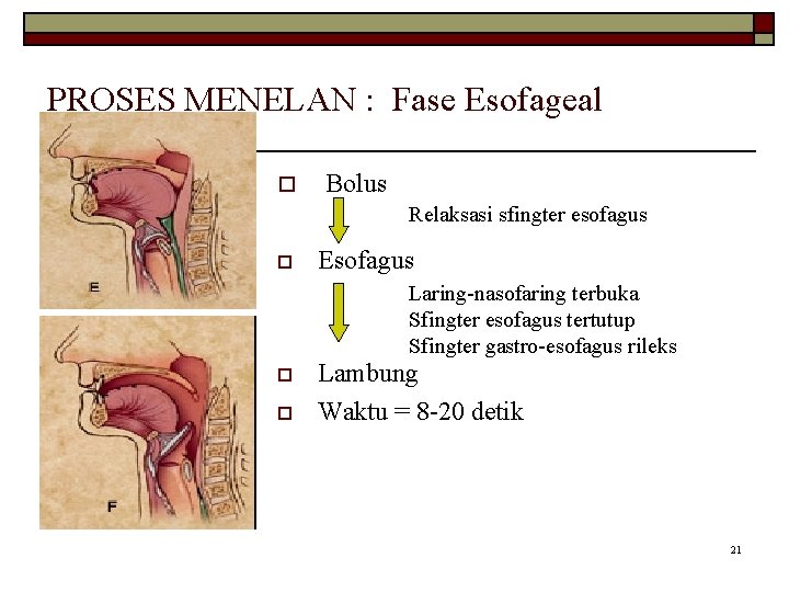 PROSES MENELAN : Fase Esofageal o Bolus Relaksasi sfingter esofagus o Esofagus Laring-nasofaring terbuka