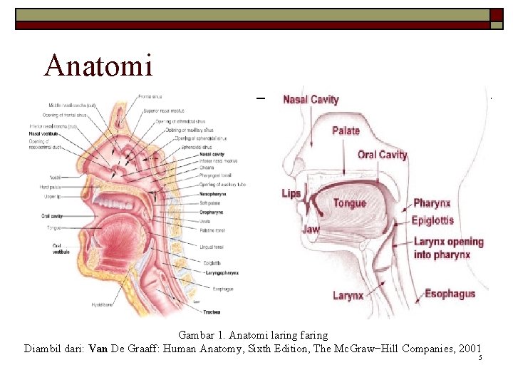 Anatomi Gambar 1. Anatomi laring faring Diambil dari: Van De Graaff: Human Anatomy, Sixth