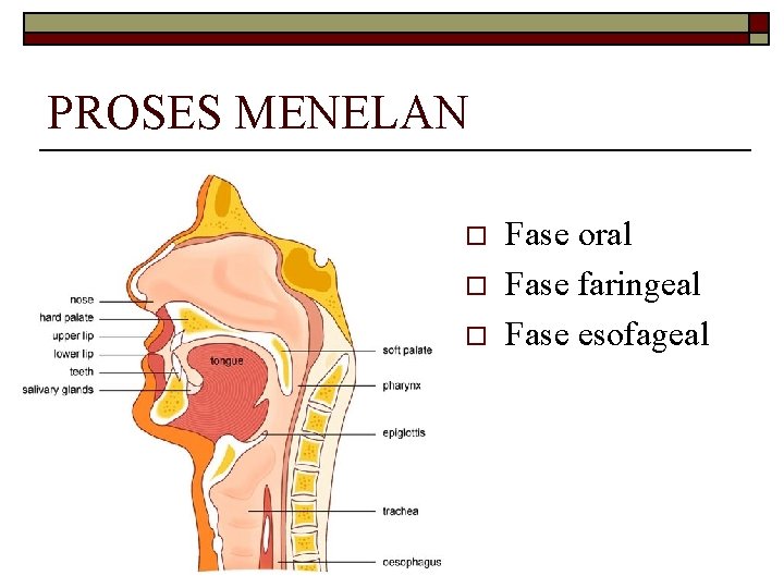 PROSES MENELAN o o o Fase oral Fase faringeal Fase esofageal 