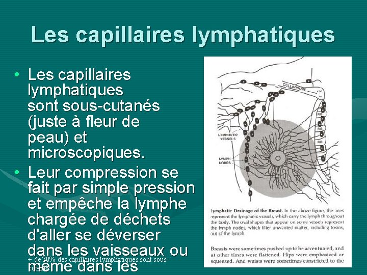 Les capillaires lymphatiques • Les capillaires lymphatiques sont sous-cutanés (juste à fleur de peau)