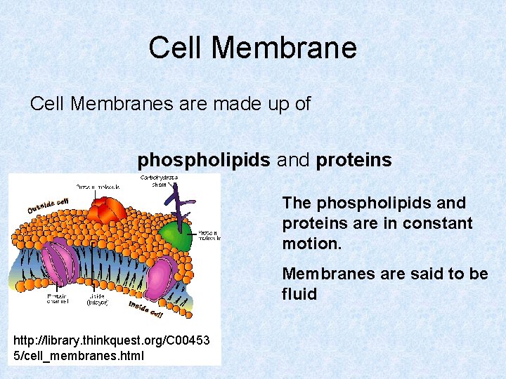 Cell Membranes are made up of phospholipids and proteins The phospholipids and proteins are