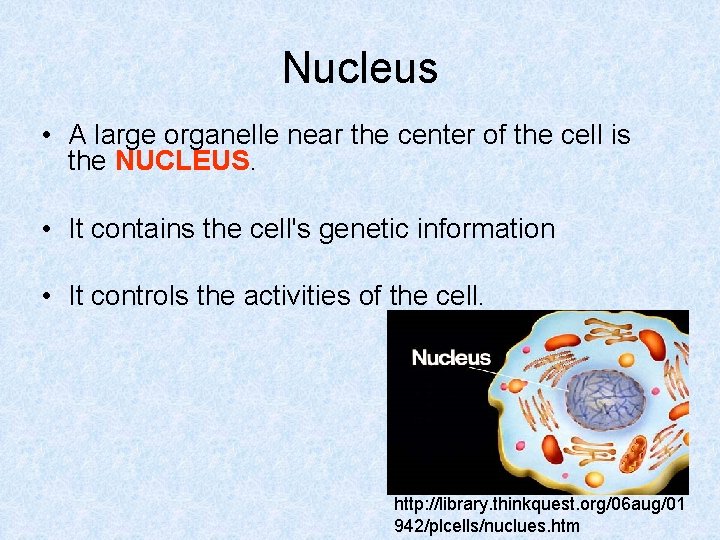 Nucleus • A large organelle near the center of the cell is the NUCLEUS.