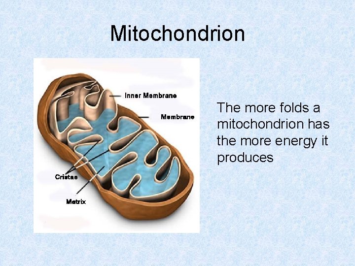Mitochondrion The more folds a mitochondrion has the more energy it produces 