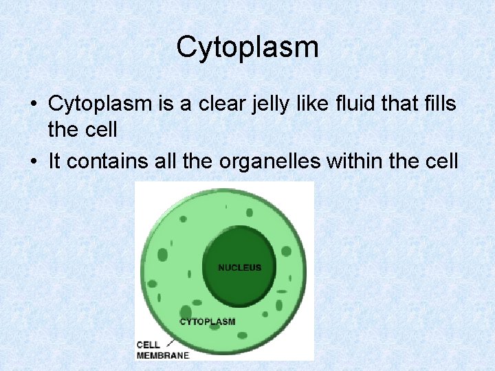 Cytoplasm • Cytoplasm is a clear jelly like fluid that fills the cell •