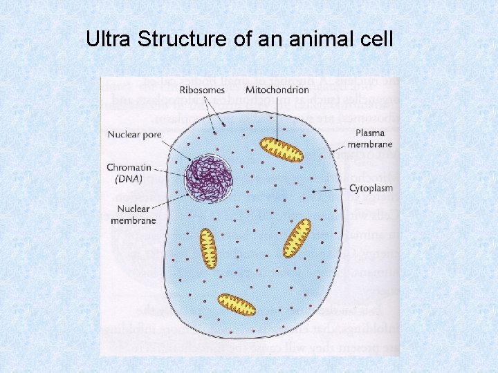 Ultra Structure of an animal cell 