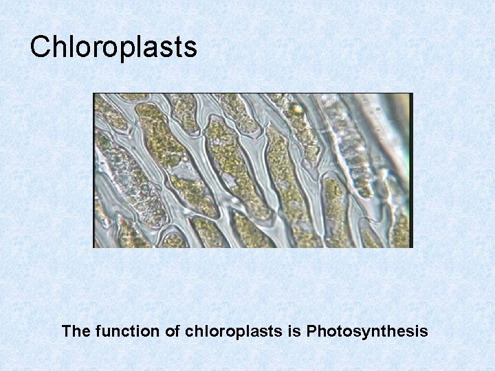 Chloroplasts The function of chloroplasts is Photosynthesis 