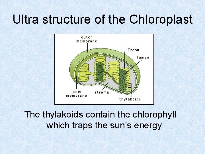 Ultra structure of the Chloroplast The thylakoids contain the chlorophyll which traps the sun’s
