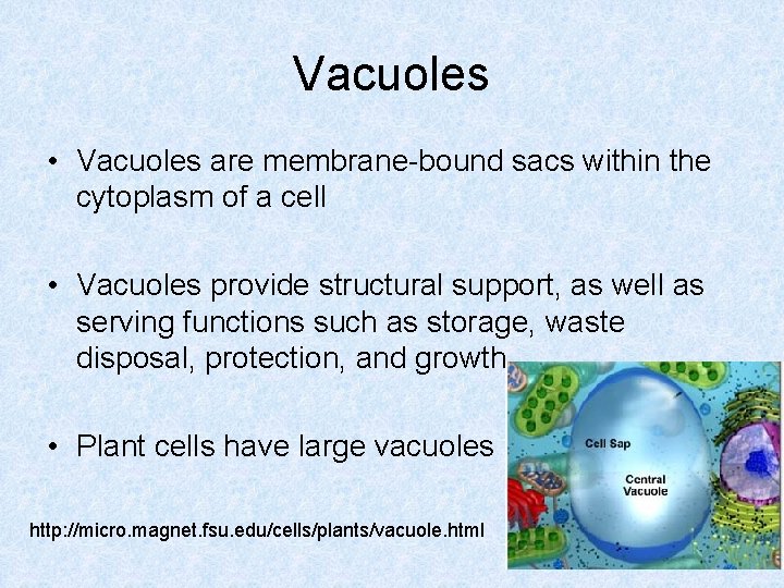 Vacuoles • Vacuoles are membrane-bound sacs within the cytoplasm of a cell • Vacuoles