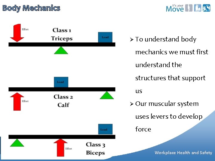 Body Mechanics Ø To understand body mechanics we must first understand the structures that