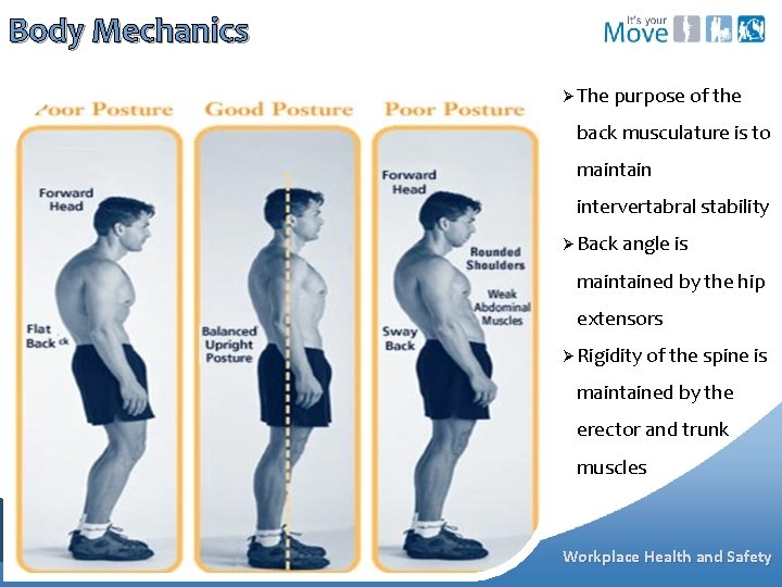 Body Mechanics Ø The purpose of the back musculature is to maintain intervertabral stability