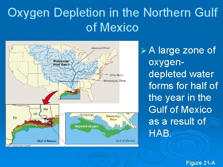 Oxygen Depletion in the Northern Gulf of Mexico Ø A large zone of oxygendepleted