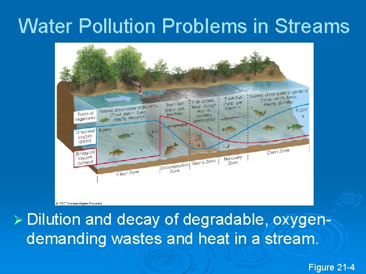 Water Pollution Problems in Streams Ø Dilution and decay of degradable, oxygen- demanding wastes