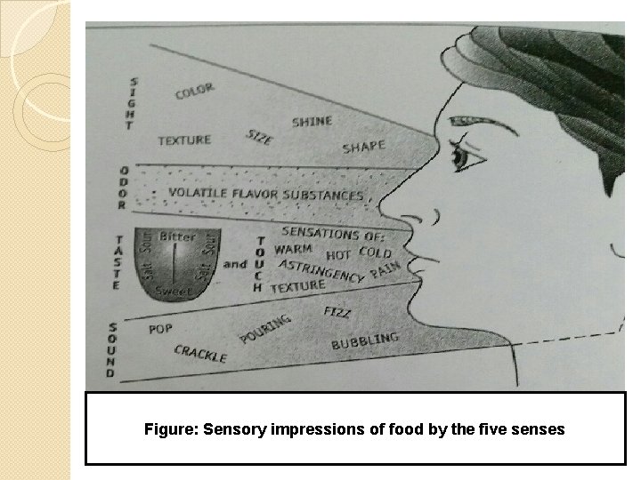 Figure: Sensory impressions of food by the five senses 