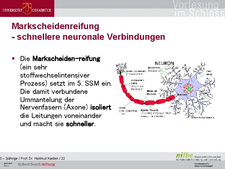 Markscheidenreifung - schnellere neuronale Verbindungen § Die Markscheiden-reifung (ein sehr stoffwechselintensiver Prozess) setzt im