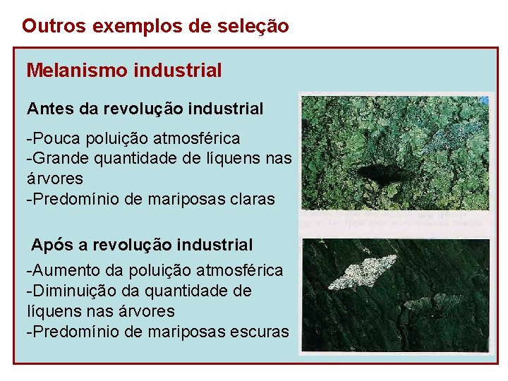 Outros exemplos de seleção Melanismo industrial Antes da revolução industrial -Pouca poluição atmosférica -Grande