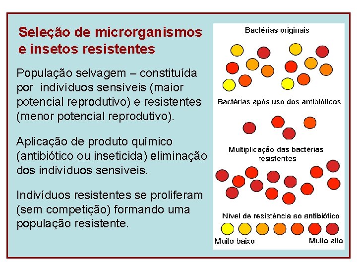 Seleção de microrganismos e insetos resistentes População selvagem – constituída por indivíduos sensíveis (maior