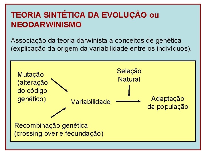 TEORIA SINTÉTICA DA EVOLUÇÃO ou NEODARWINISMO Associação da teoria darwinista a conceitos de genética
