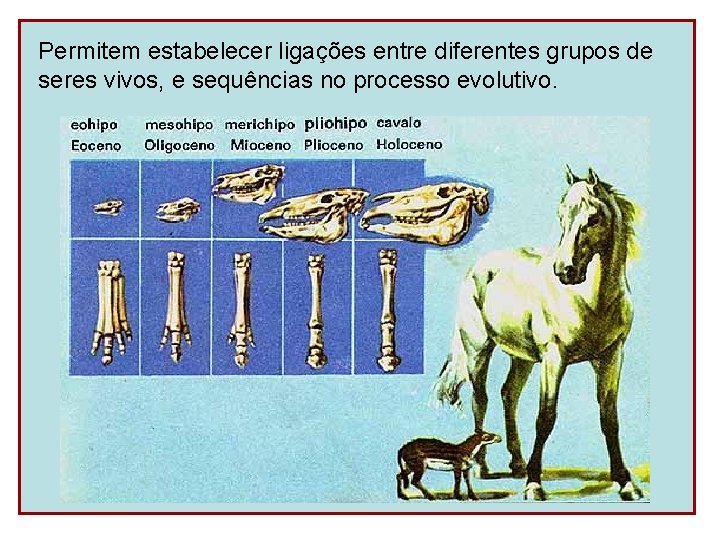 Permitem estabelecer ligações entre diferentes grupos de seres vivos, e sequências no processo evolutivo.