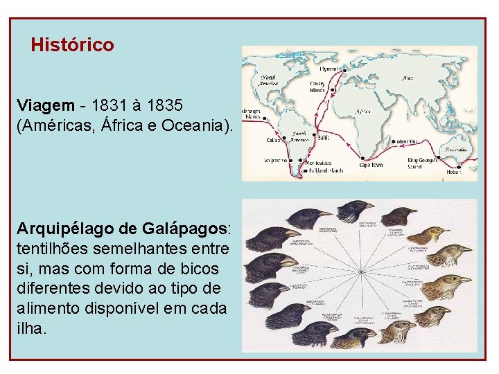 Histórico Viagem - 1831 à 1835 (Américas, África e Oceania). Arquipélago de Galápagos: tentilhões