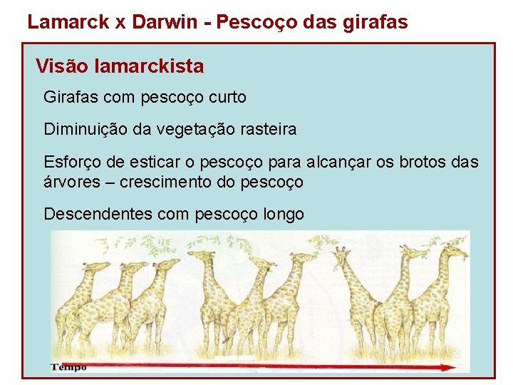 Lamarck x Darwin - Pescoço das girafas Visão lamarckista Girafas com pescoço curto Diminuição