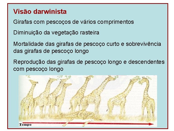 Visão darwinista Girafas com pescoços de vários comprimentos Diminuição da vegetação rasteira Mortalidade das
