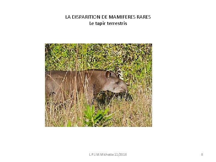 LA DISPARITION DE MAMIFERES RARES Le tapir terrestris L. P. J. M. Michotte 11/2018