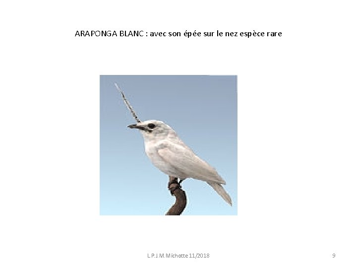 ARAPONGA BLANC : avec son épée sur le nez espèce rare L. P. J.