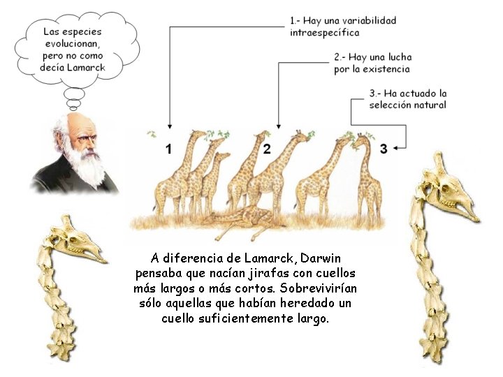 A diferencia de Lamarck, Darwin pensaba que nacían jirafas con cuellos más largos o