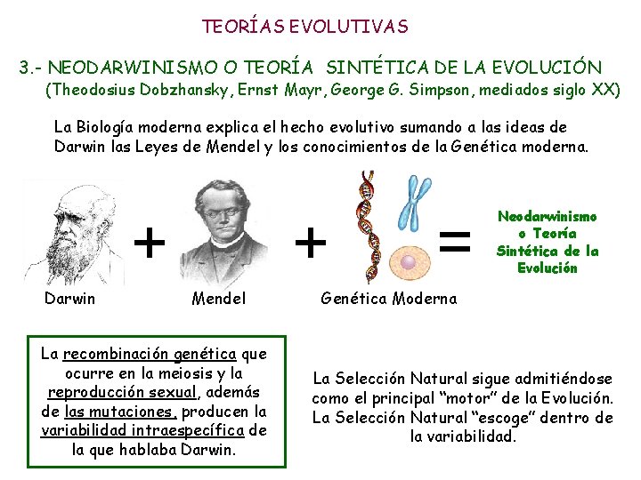 TEORÍAS EVOLUTIVAS 3. - NEODARWINISMO O TEORÍA SINTÉTICA DE LA EVOLUCIÓN (Theodosius Dobzhansky, Ernst