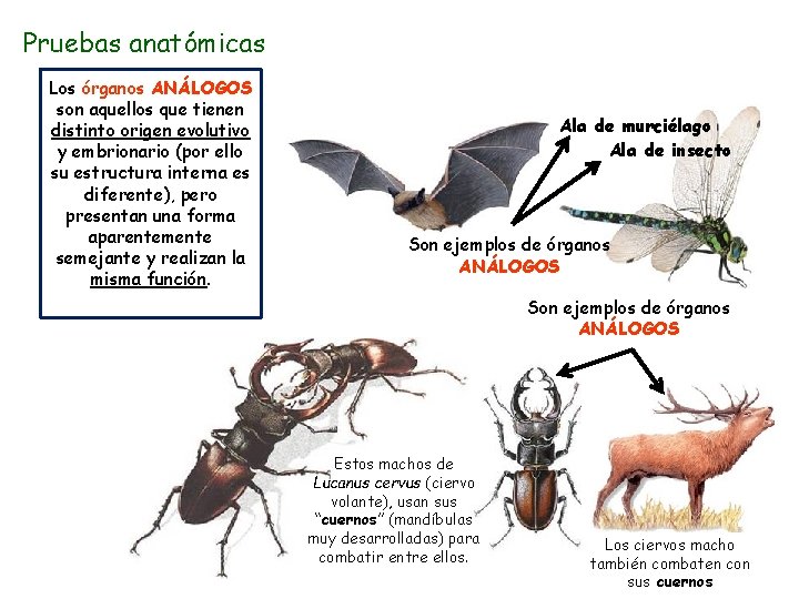 Pruebas anatómicas Los órganos ANÁLOGOS son aquellos que tienen distinto origen evolutivo y embrionario