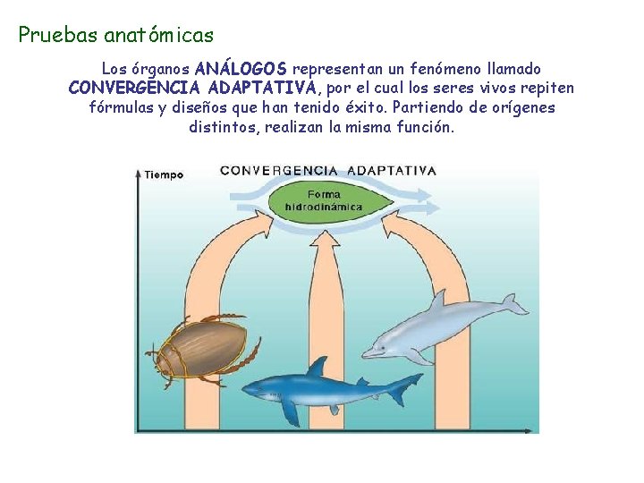 Pruebas anatómicas Los órganos ANÁLOGOS representan un fenómeno llamado CONVERGENCIA ADAPTATIVA, por el cual