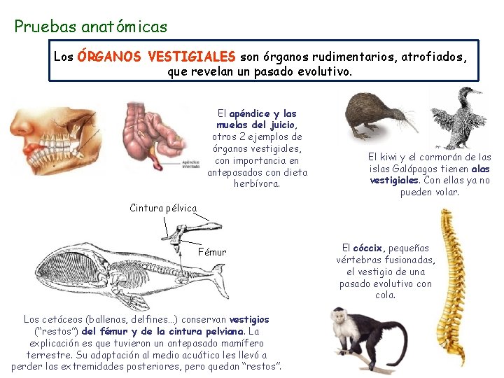 Pruebas anatómicas Los ÓRGANOS VESTIGIALES son órganos rudimentarios, atrofiados, que revelan un pasado evolutivo.