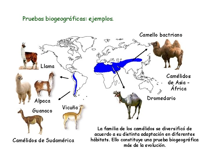 Pruebas biogeográficas: ejemplos. Camello bactriano Llama Camélidos de Asia África Alpaca Guanaco Dromedario Vicuña