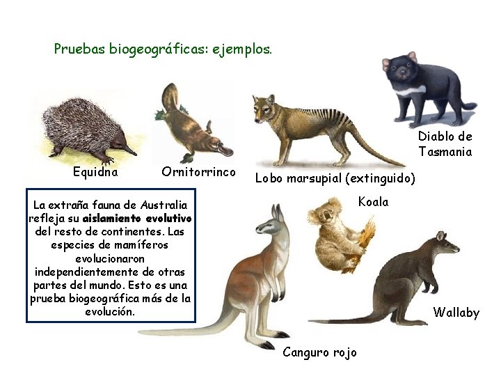 Pruebas biogeográficas: ejemplos. Diablo de Tasmania Equidna Ornitorrinco Lobo marsupial (extinguido) Koala La extraña